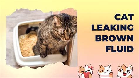 cat leaking brown fluid from anus|Cat Leaking Brown Fluid: What Is Going On Here –。